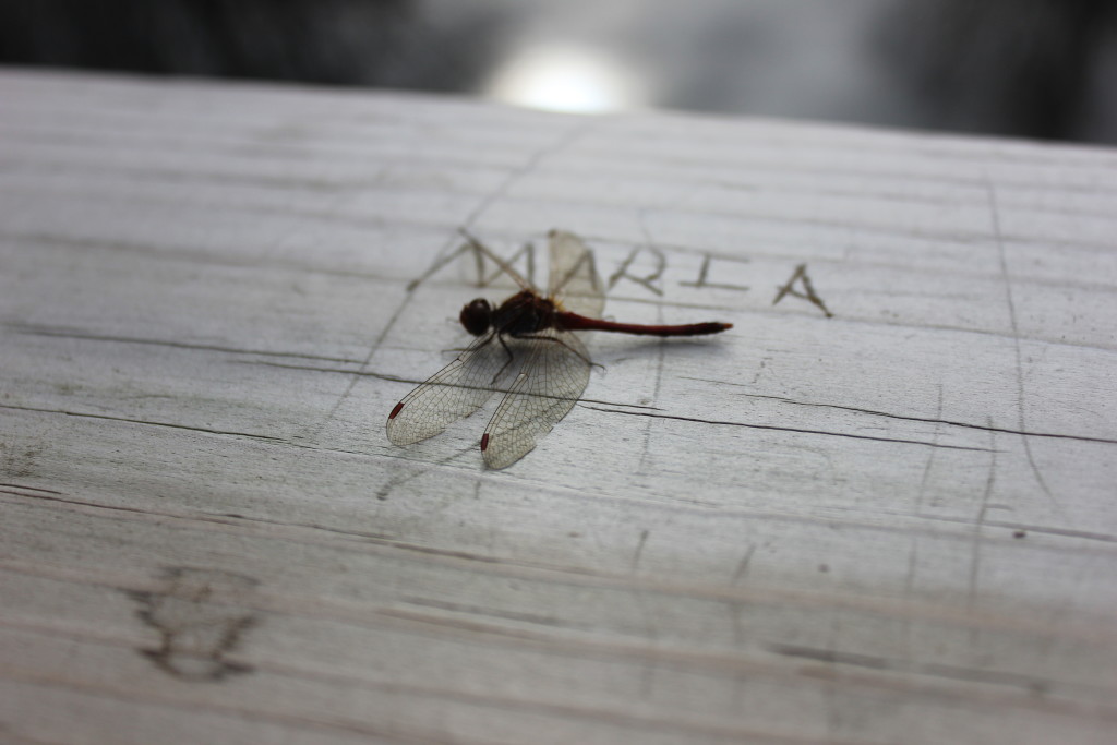 It's still warm enough here that we have a few dragonflies hanging around. Apparently, this one is named Maria.